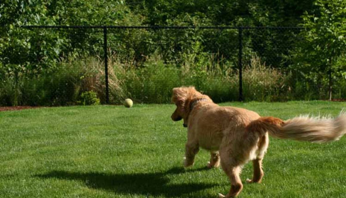 Backyard Dangers for Dogs