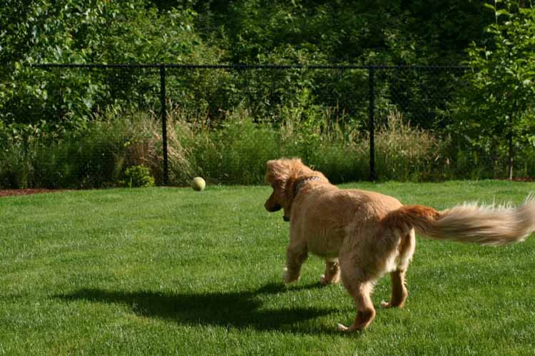 Backyard Dangers for Dogs