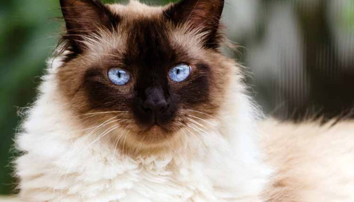 Caring for Long-Haired Cats