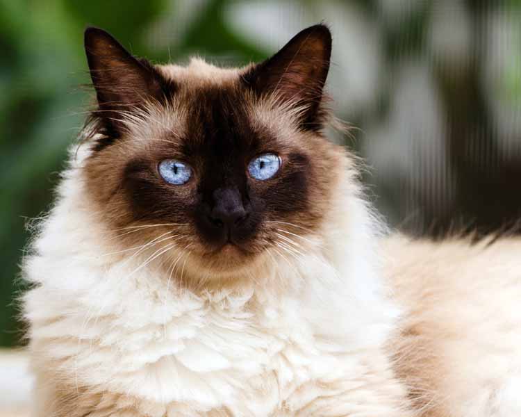 Caring for Long-Haired Cats