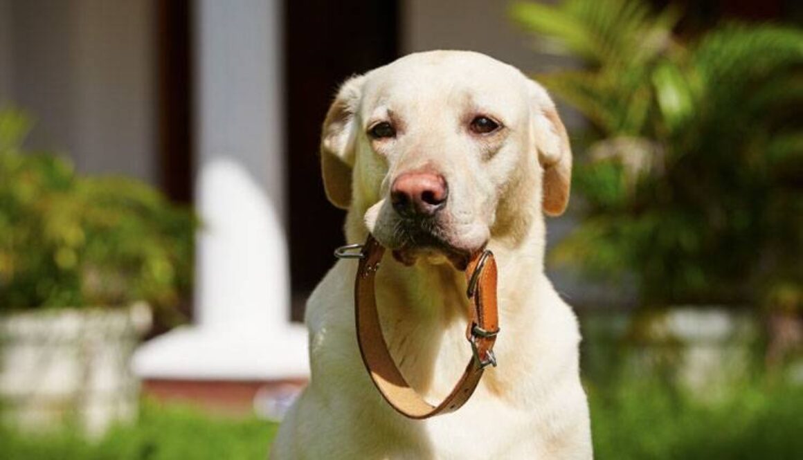 Right Dog Collar and Leash