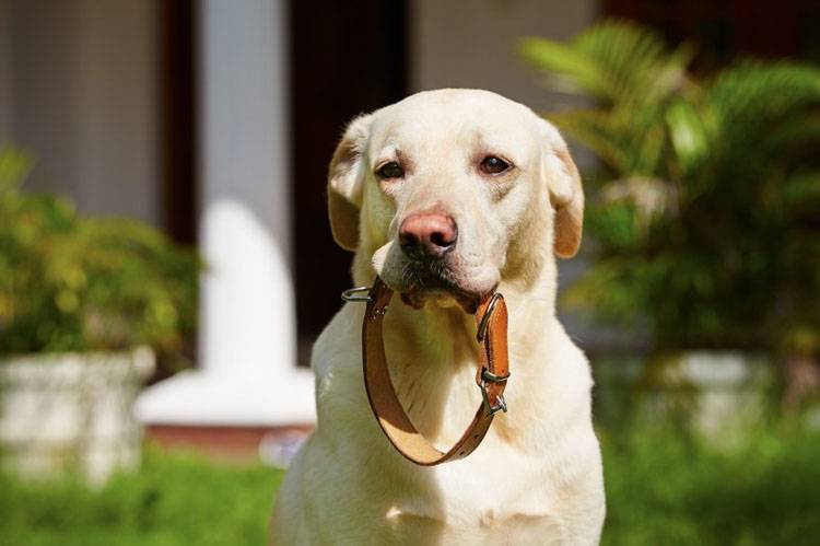 Right Dog Collar and Leash