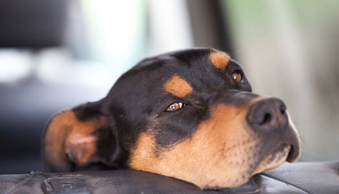 Curing Car Sickness in Dogs