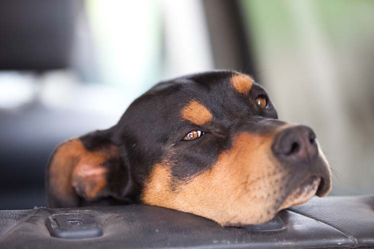 Curing Car Sickness in Dogs