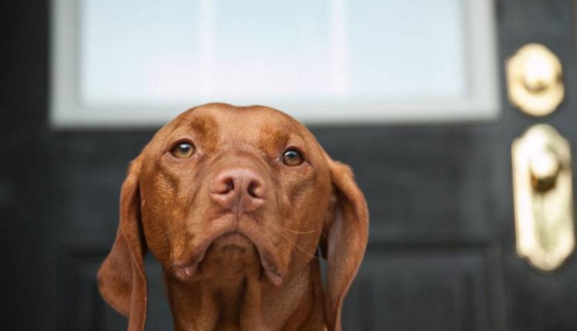 Separation Anxiety in Dogs