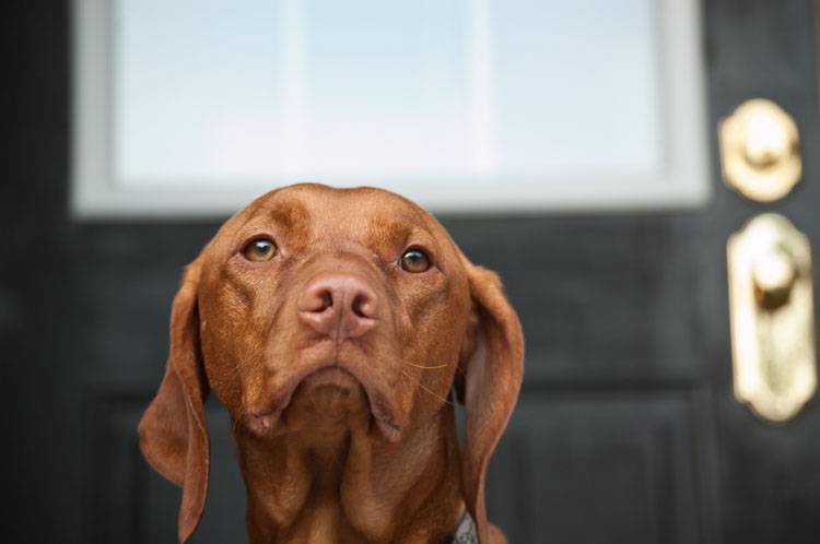 Separation Anxiety in Dogs