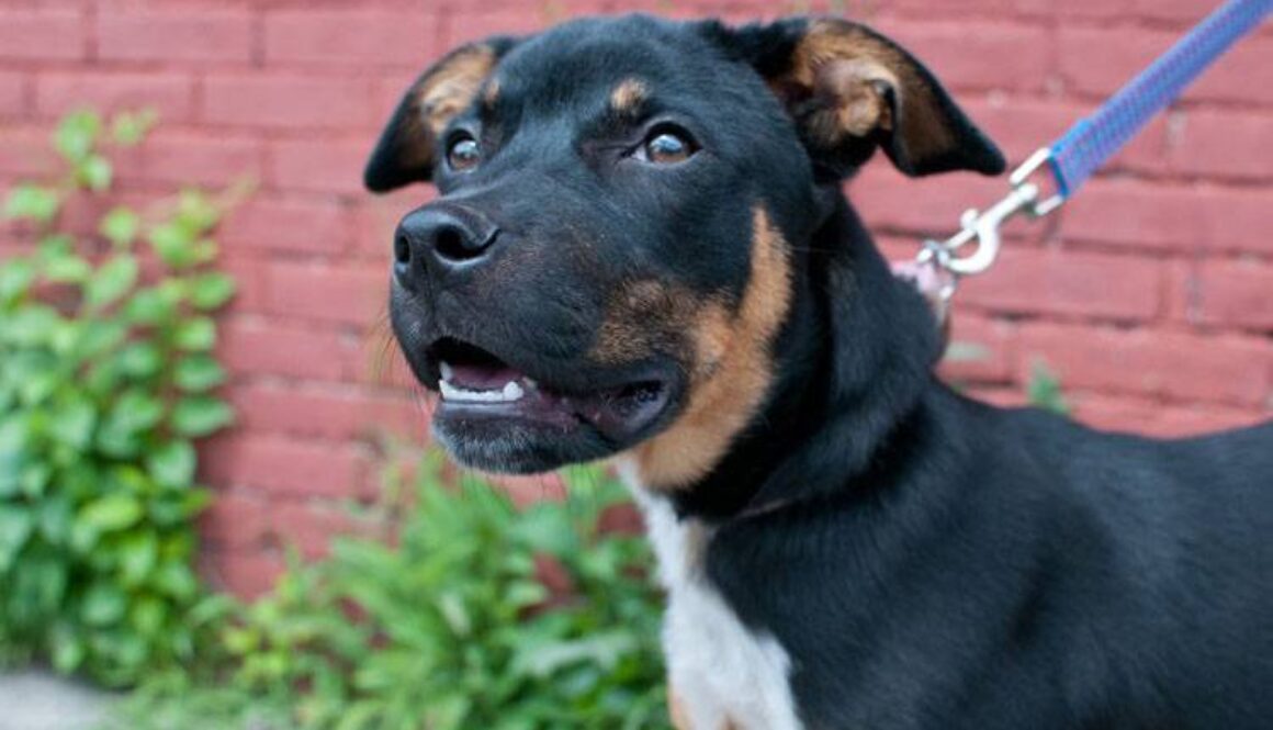 Dog Bite Prevention