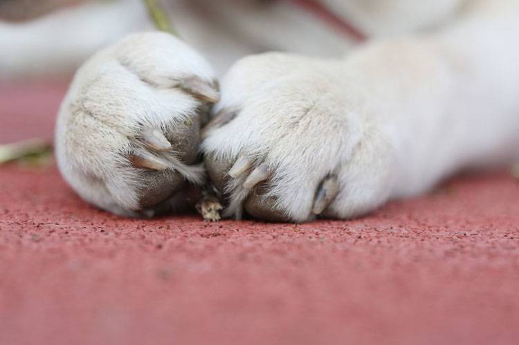 Dog Dewclaw Care