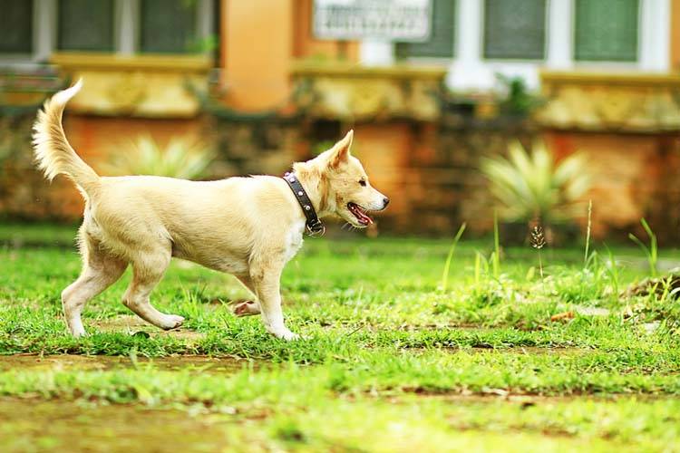 Dog Park Tips