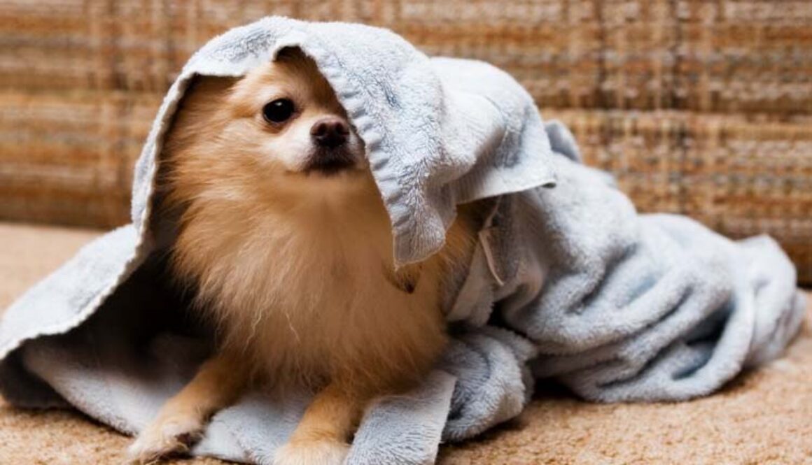 Drying a Dog After a Bath