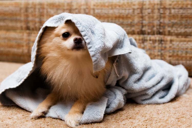 Drying a Dog After a Bath