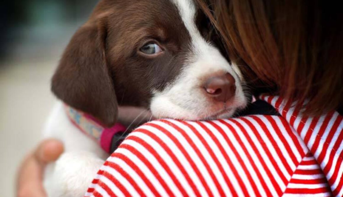 Epilepsy in Dogs