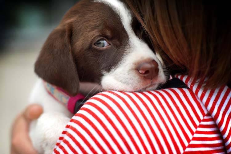 Epilepsy in Dogs