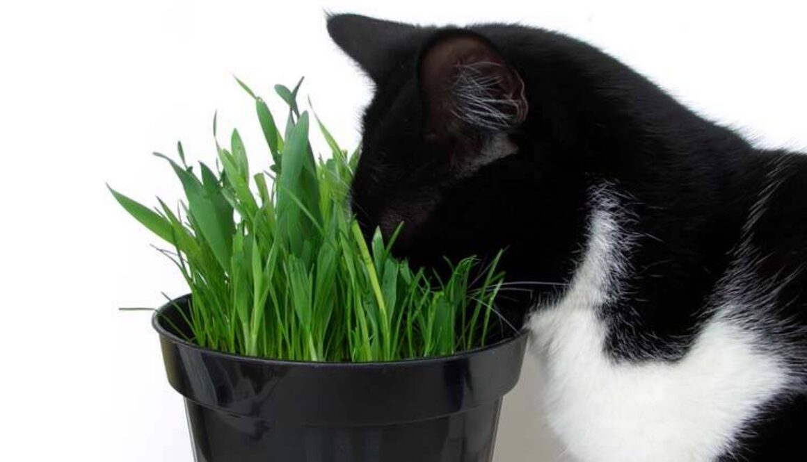 Facts About Catnip