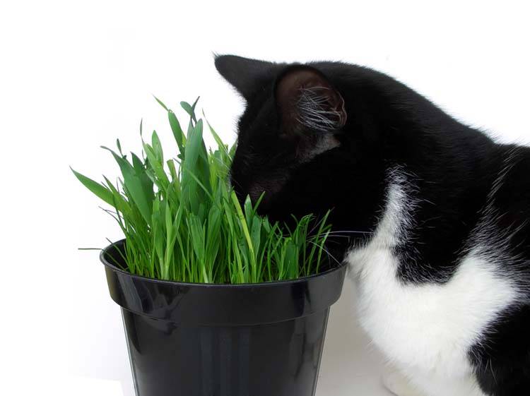 Facts About Catnip