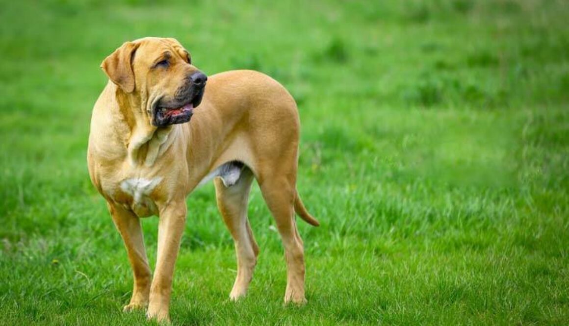 Fila Brasileiro Grooming