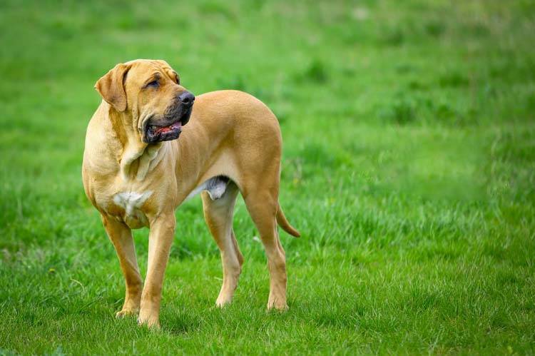 Fila Brasileiro Grooming