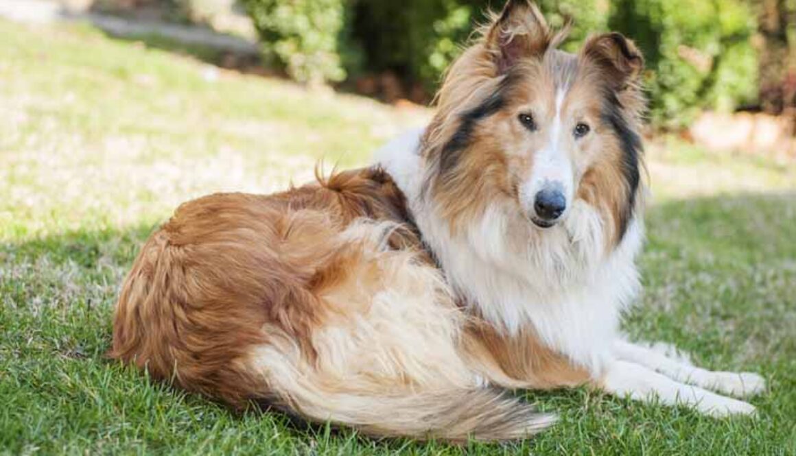 Grooming Herding Dogs