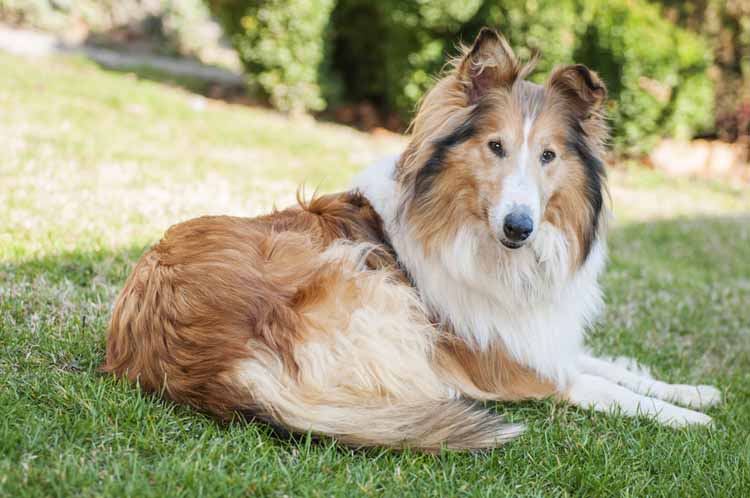 Grooming Herding Dogs