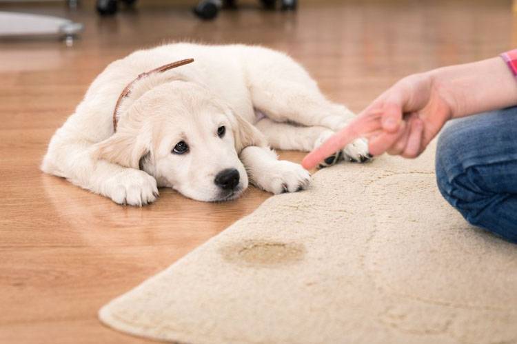 Housebreaking a Puppy