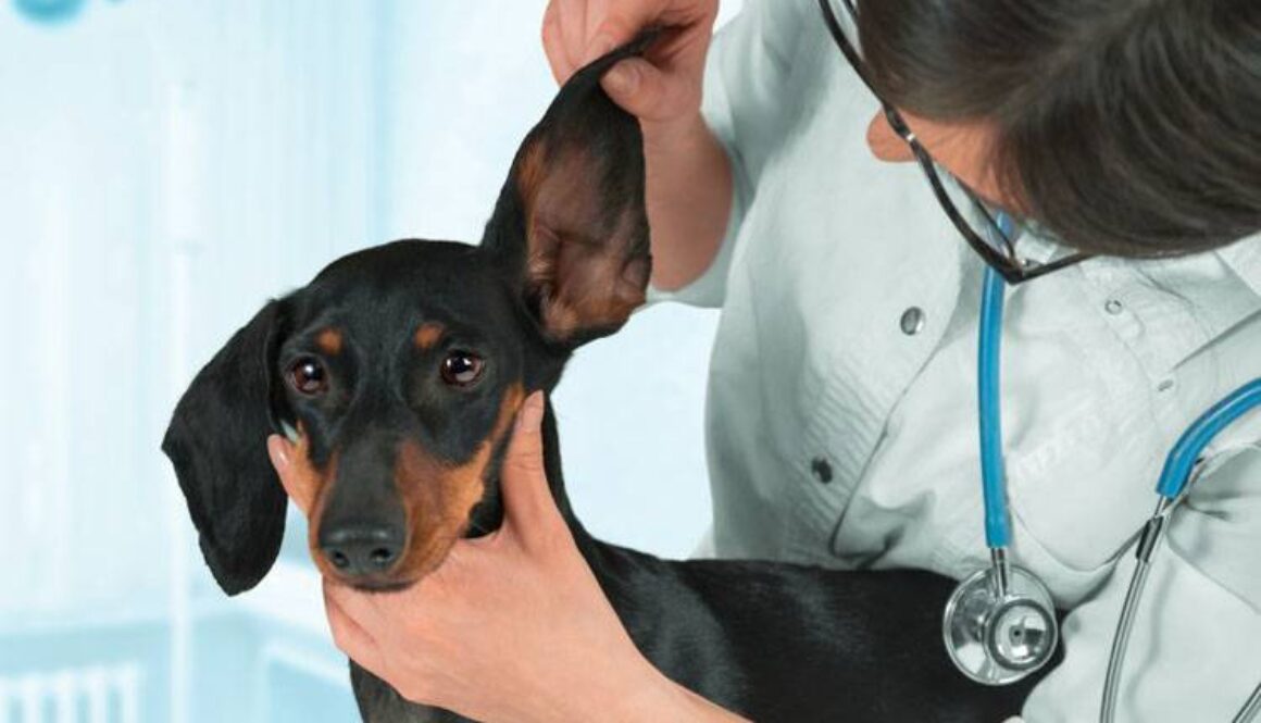 How to Clean a Dog's Ears