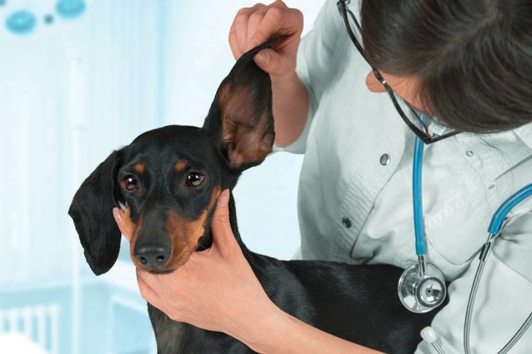 How to Clean a Dog's Ears