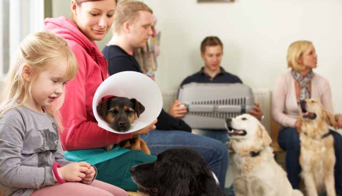 Busy Waiting Room In Veterinary Surgery