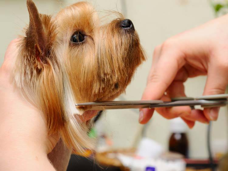 Grooming