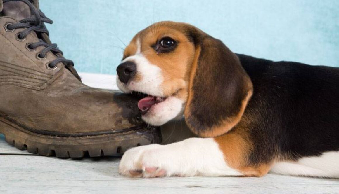 How to Stop Dogs from Chewing