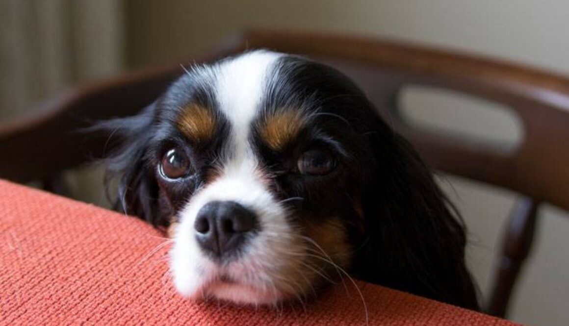 How to Stop a Dog from Pawing