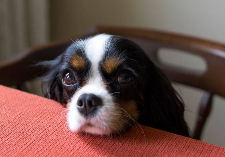 How to Stop a Dog from Pawing
