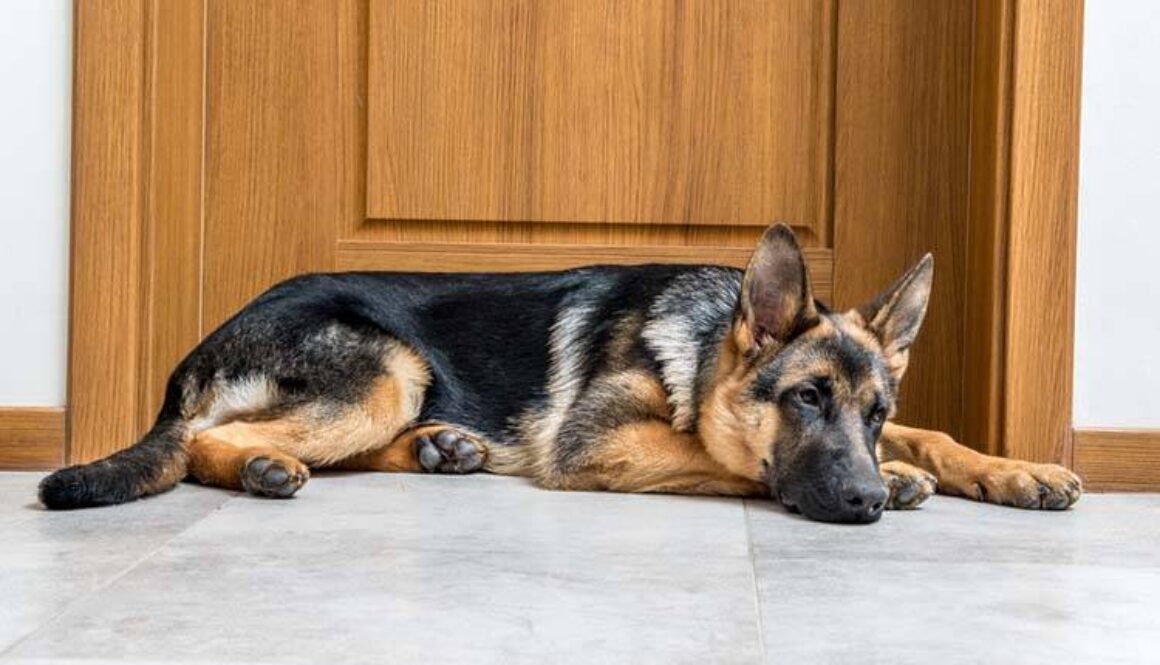 Train Your Dog to Lie Down