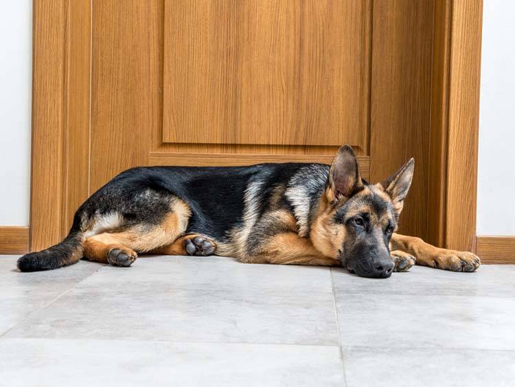 Train Your Dog to Lie Down