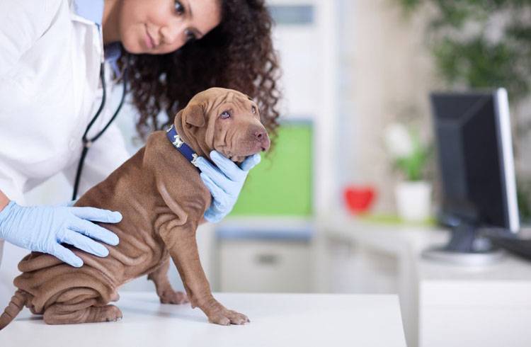 Hypothyroidism in Dogs