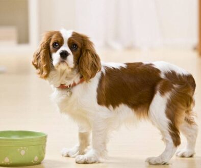 Dog Nutrition
