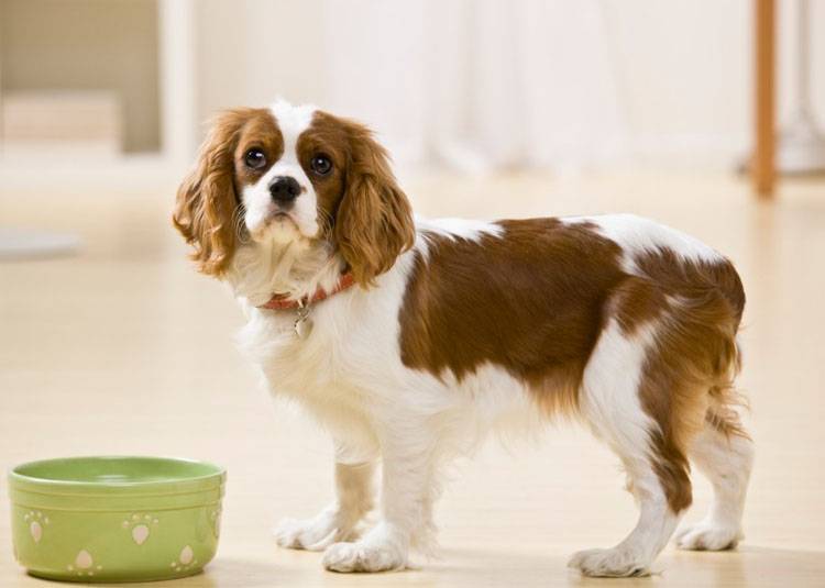 Dog Nutrition