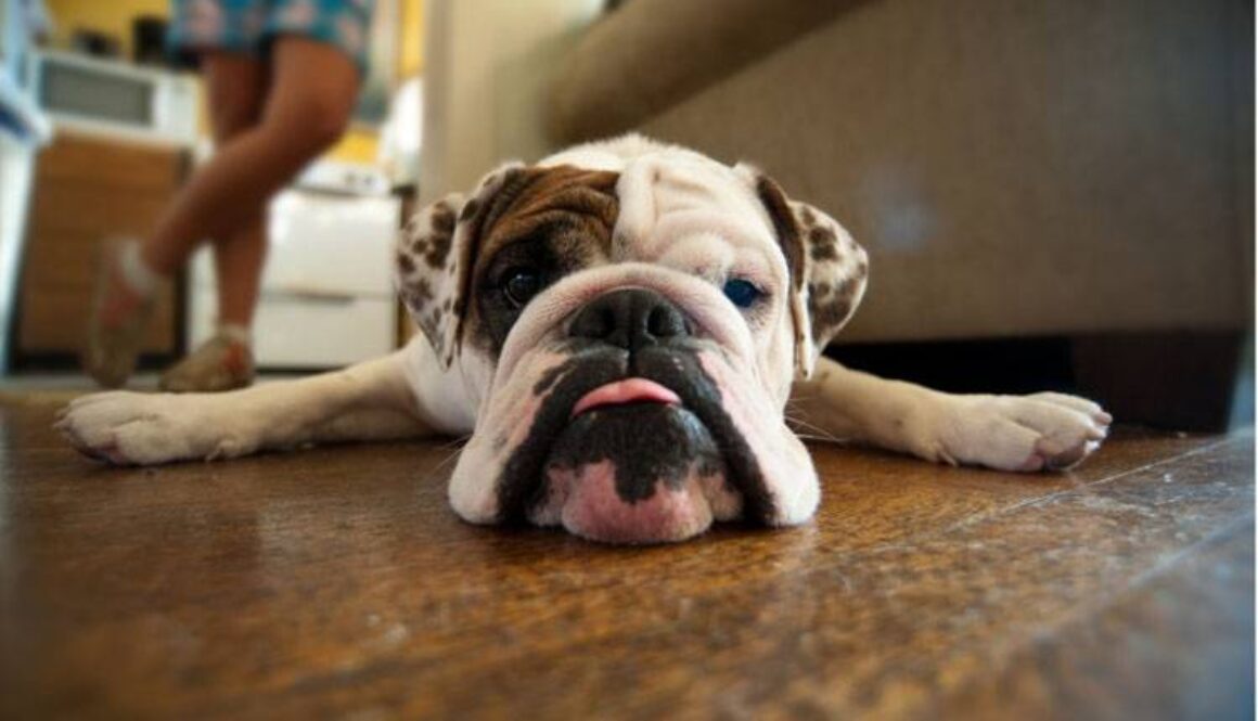 Is Your Dog Treat Motivated?