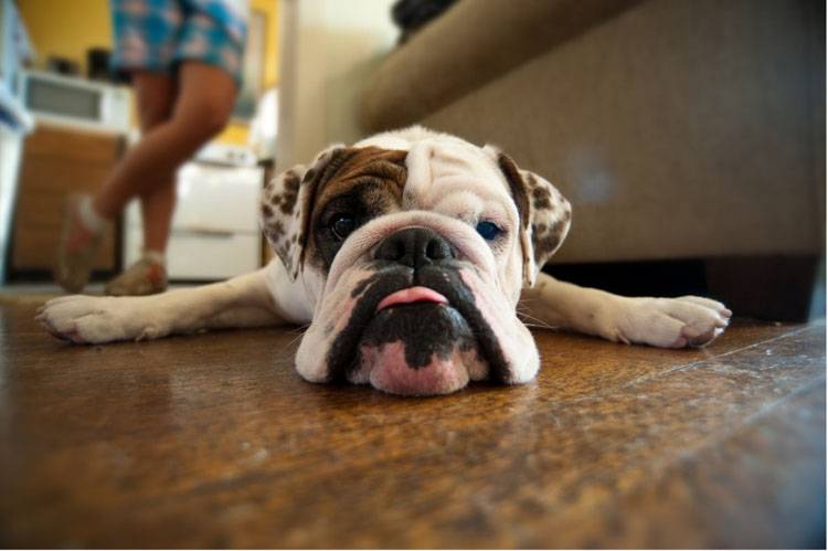 Is Your Dog Treat Motivated?