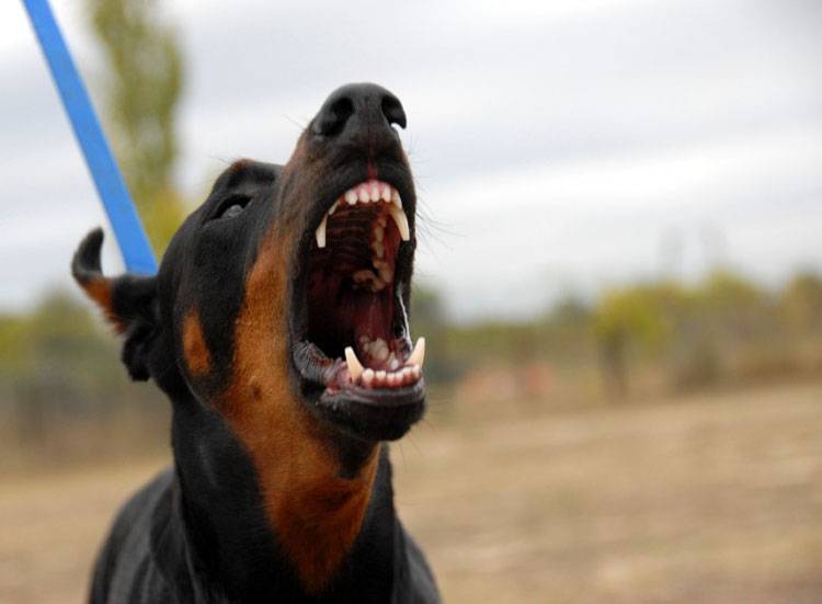 Understanding Dog Aggression