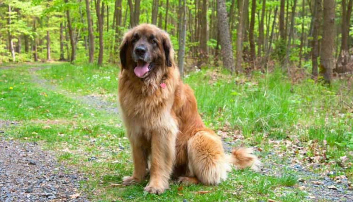 Leonberger Grooming