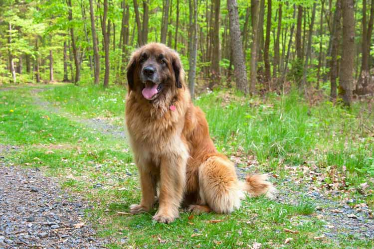Leonberger Grooming