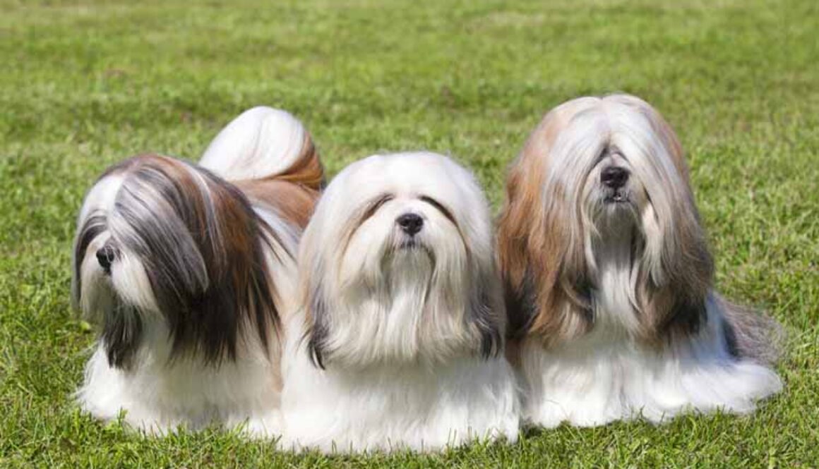 Lhasa Apso