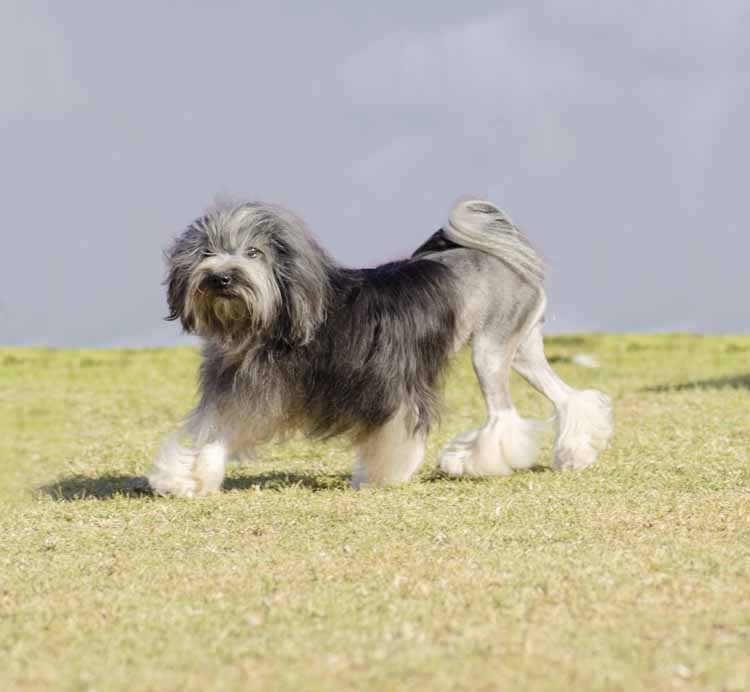Lowchen Grooming