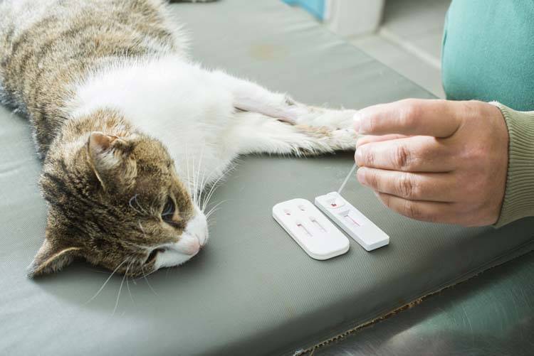 Is Pet Blood Work Necessary?