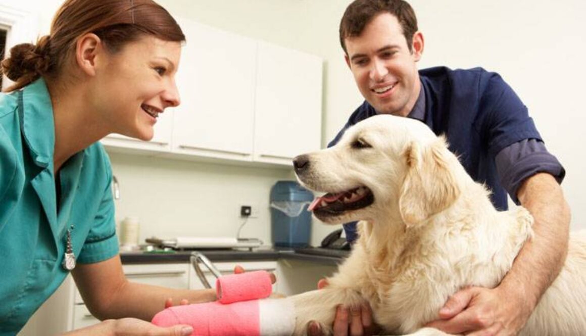 Pet First Aid
