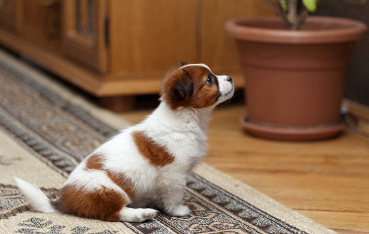 Ping-Pong for Puppy Training