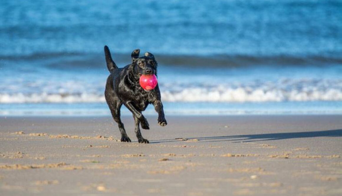 Playing With Your Dog