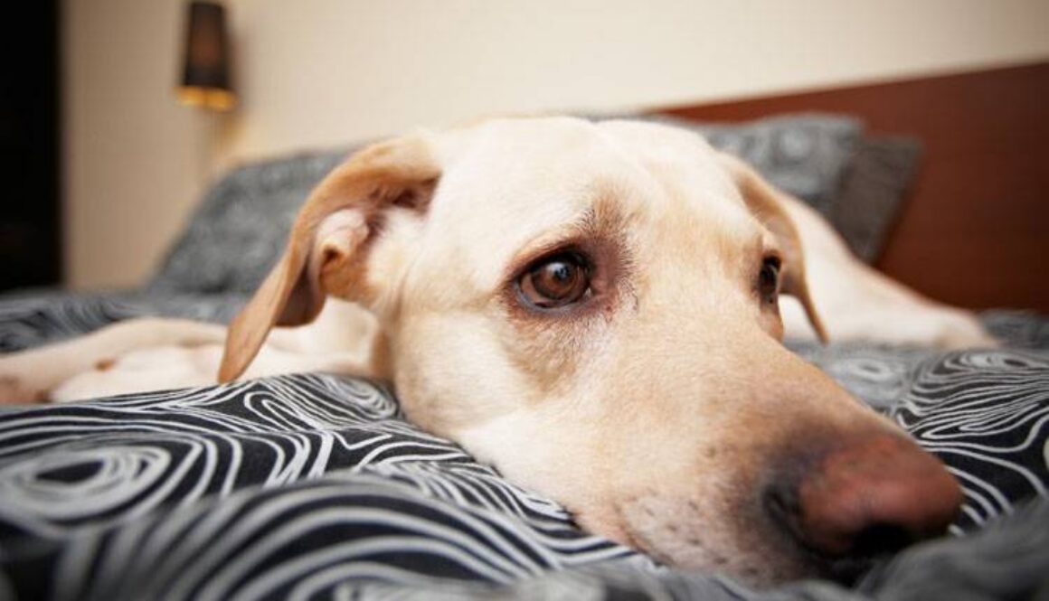 Post Operative Care for Pets