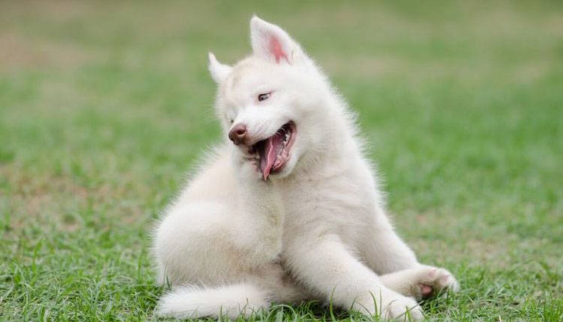 Prepare Pet for Flea Season