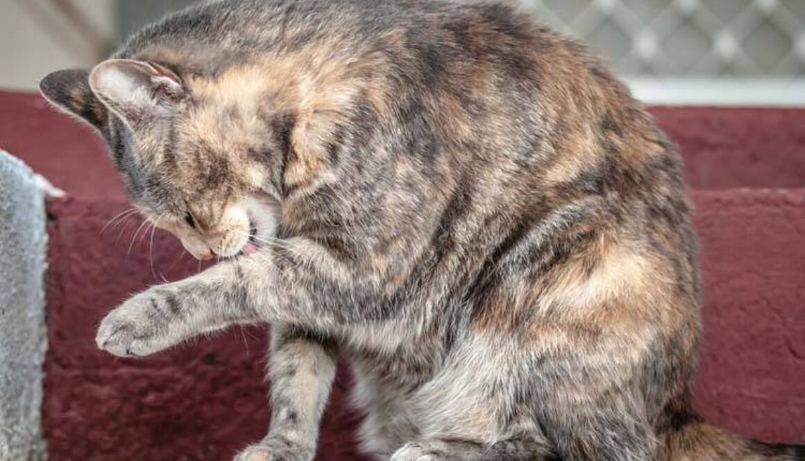 Psychogenic Alopecia in Cats